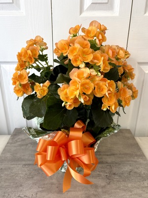 Begonia from Aladdin's Floral in Idaho Falls